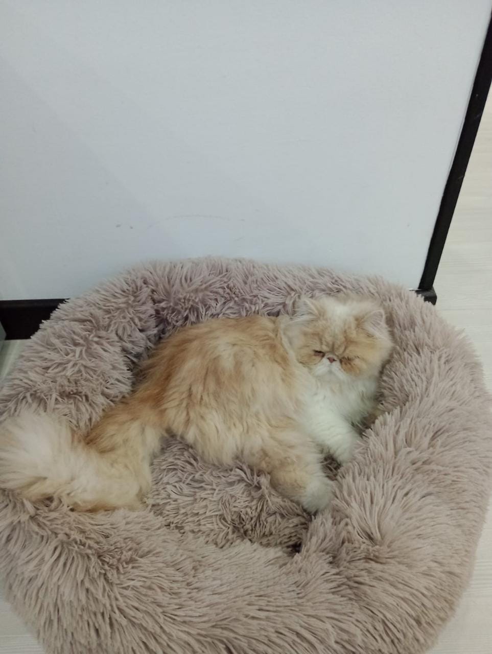 Cama Tipo Nido Perro y Gato Talla M