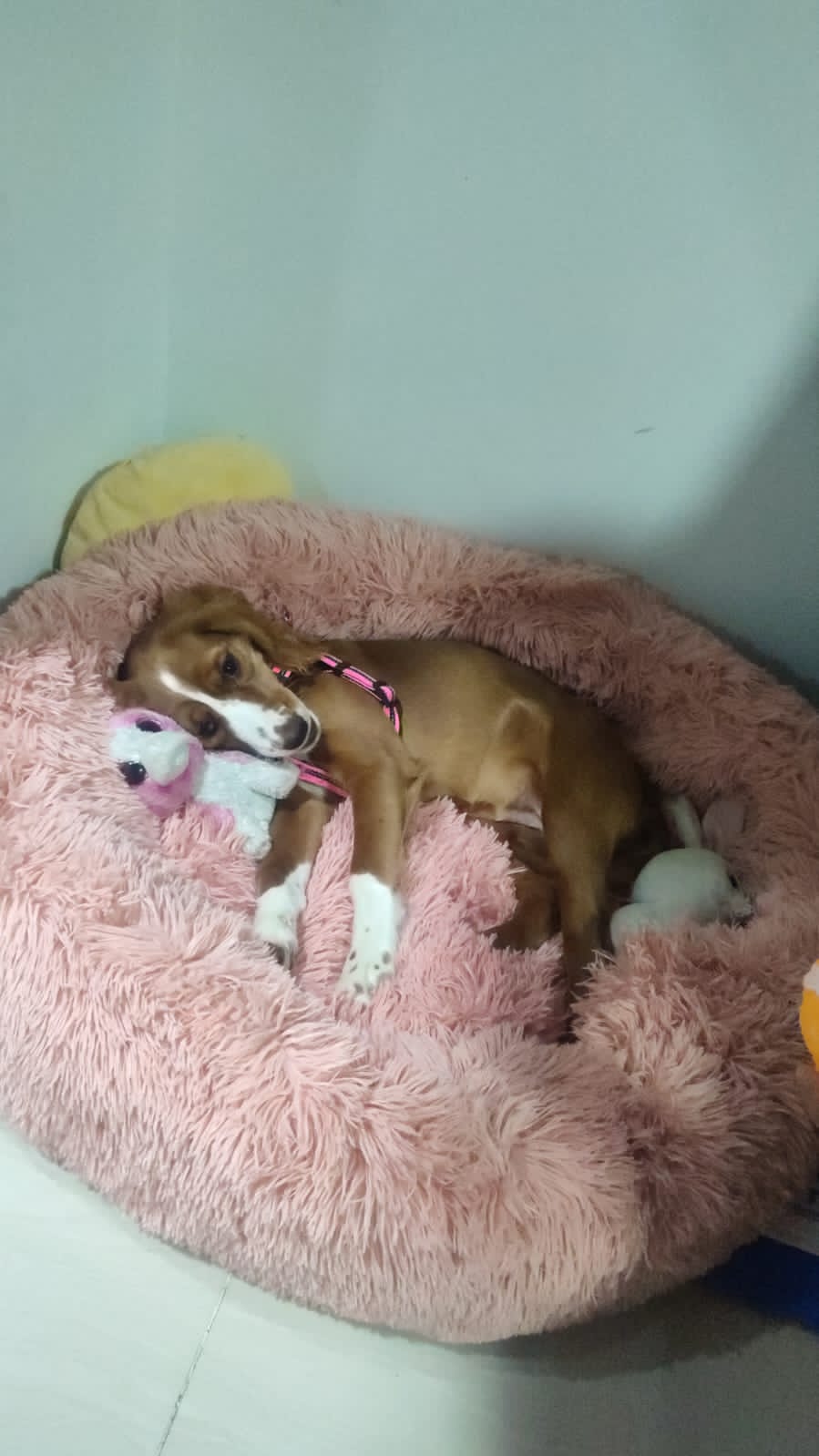Cama Tipo Nido Perro y Gato Talla M