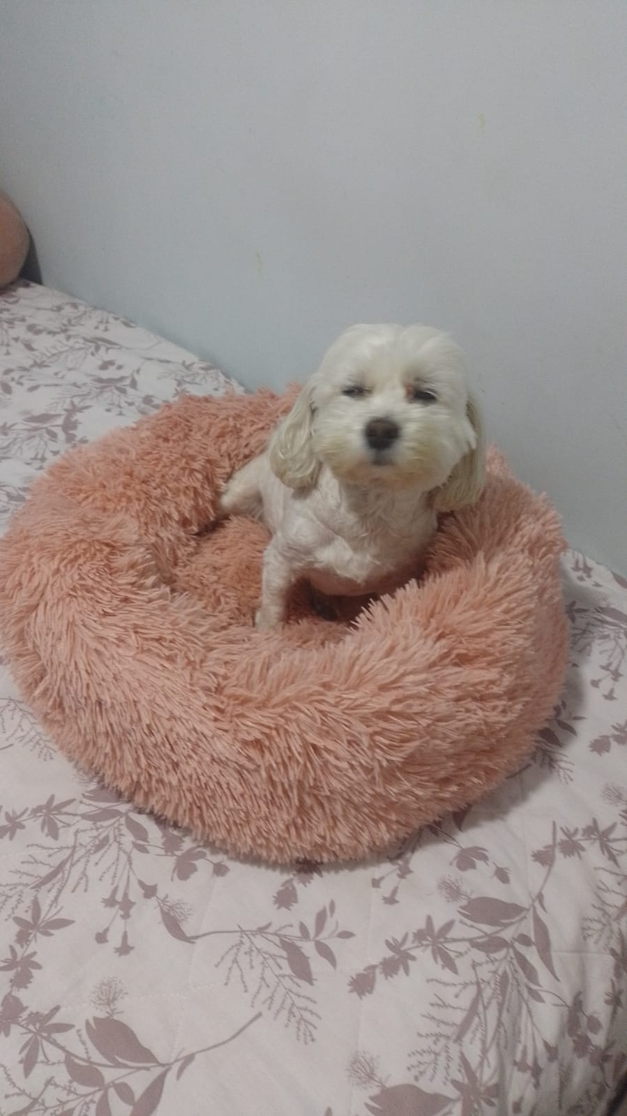 Cama Tipo Nido Perro y Gato Talla M