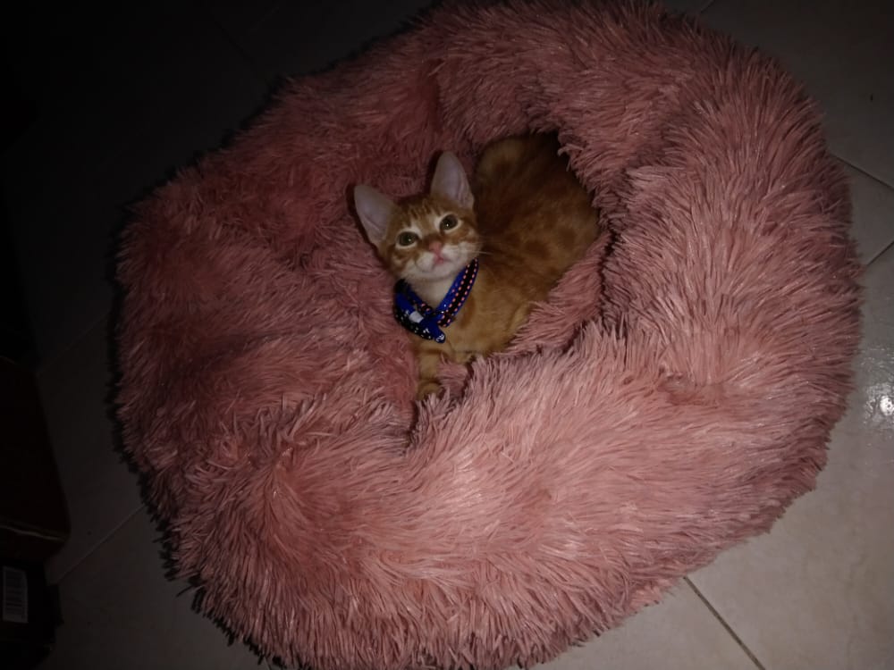 Cama Tipo Nido Perro y Gato Talla M