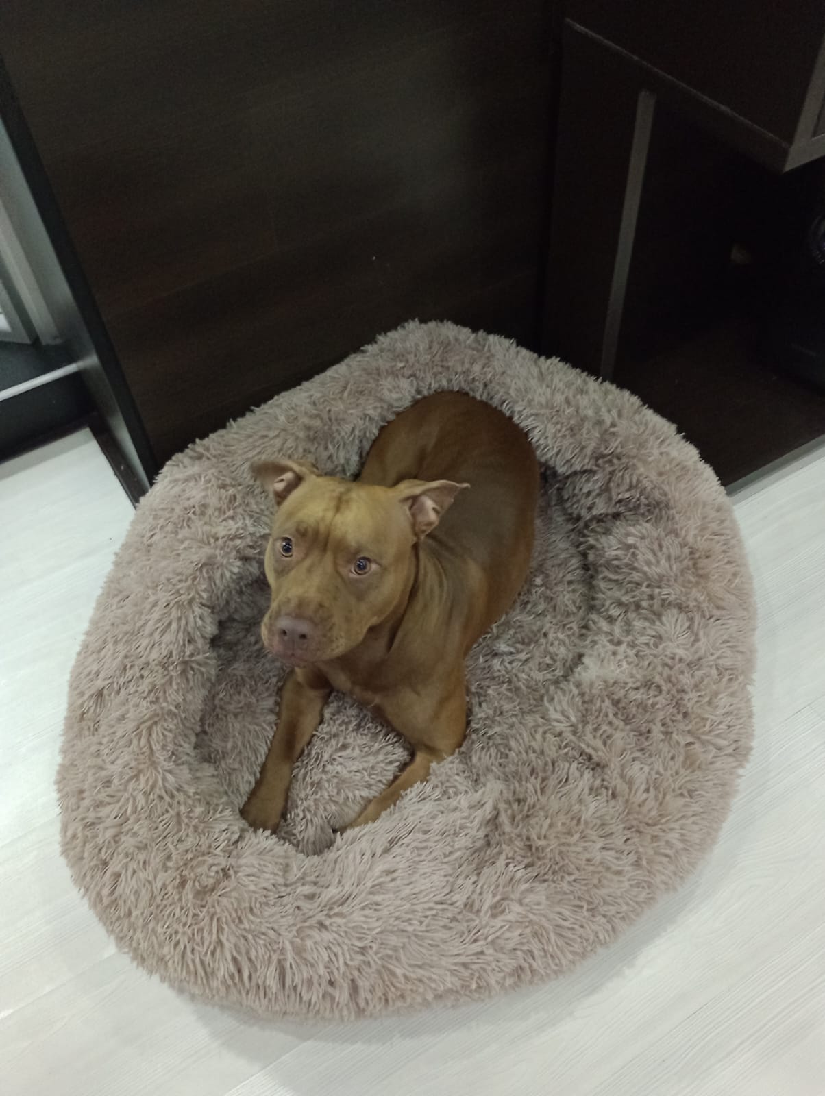 Cama Tipo Nido Perro y Gato Talla M