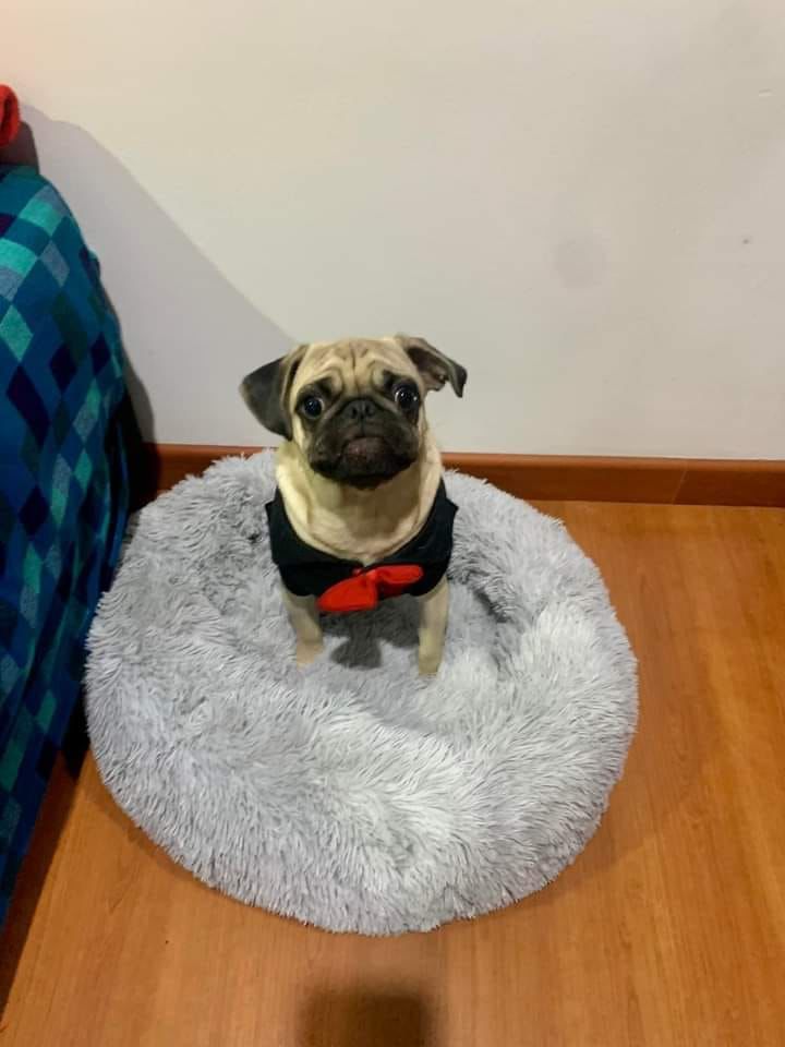 Cama Tipo Nido Perro y Gato Talla M